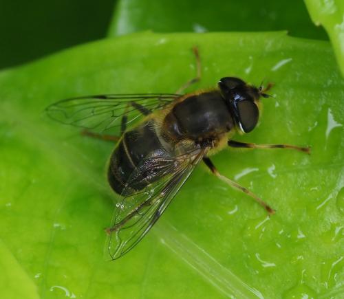 Réf. 256 868 : Eristalis pertinax